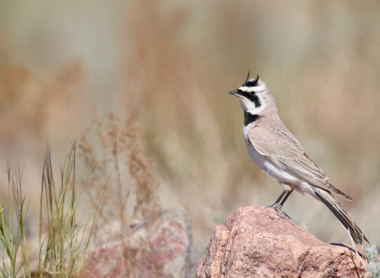 Horned Lark 角百灵 Image