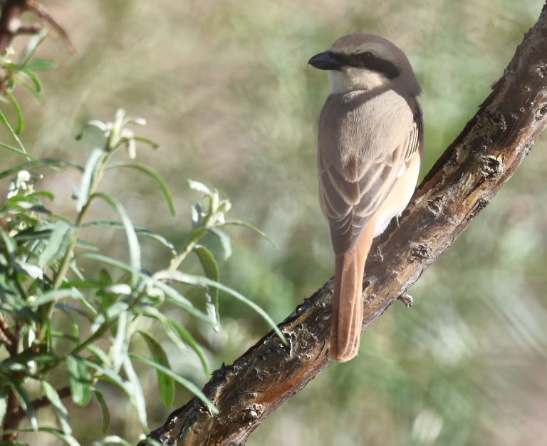 Isabelline Shrike Image