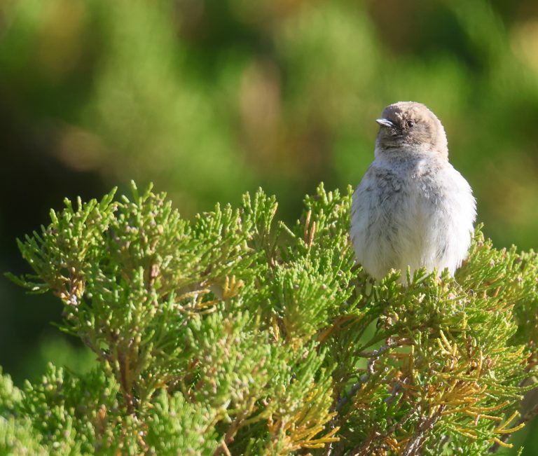 Koslov’s Accentor (1) Image