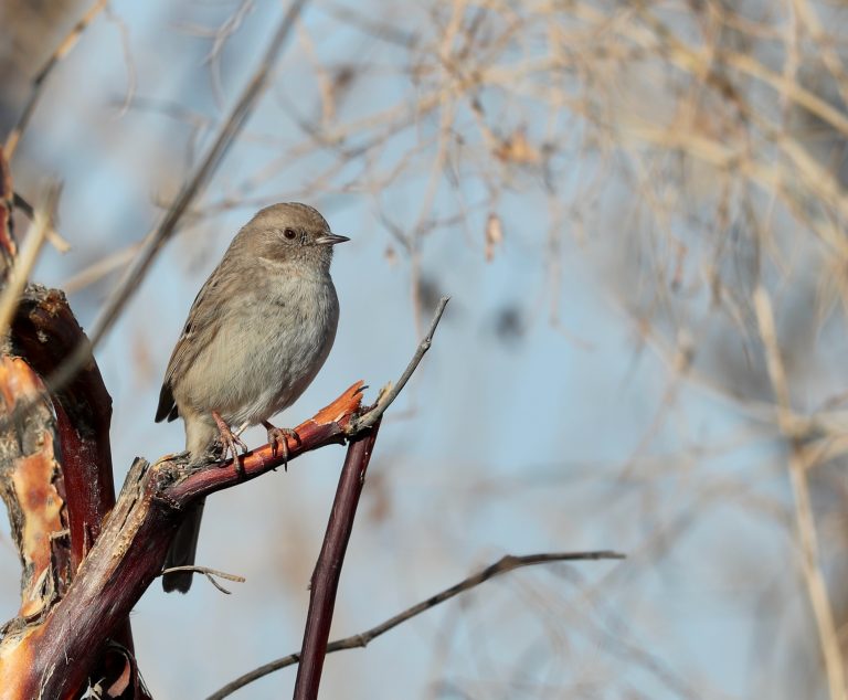 Kozlov’s Accentor (2) 贺兰山岩鹨 Image