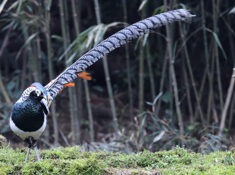 Lady Amherst’s Pheasant, 白腹锦鸡, Chrysolophus amherstiae (Species)