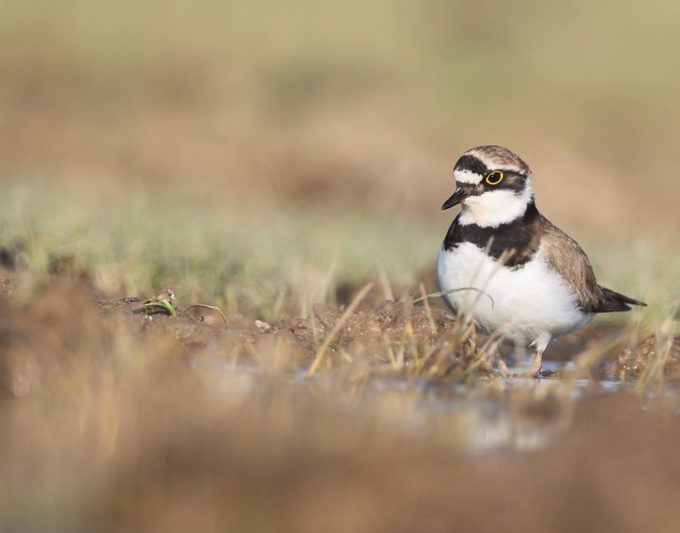 Little Ringed Plover 金眶鸻 Image