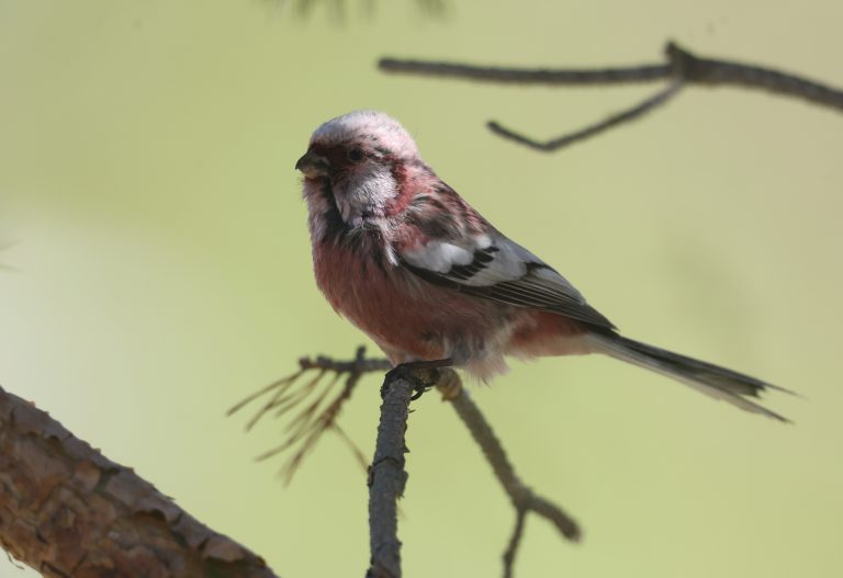 Long-tailed Rosefinch 长尾雀 Image