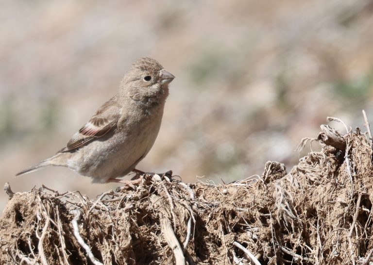 Mongolian Finch (1) 蒙古沙雀 Image
