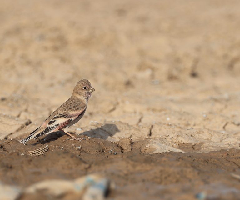 Mongolian Finch (2) 蒙古沙雀 Image