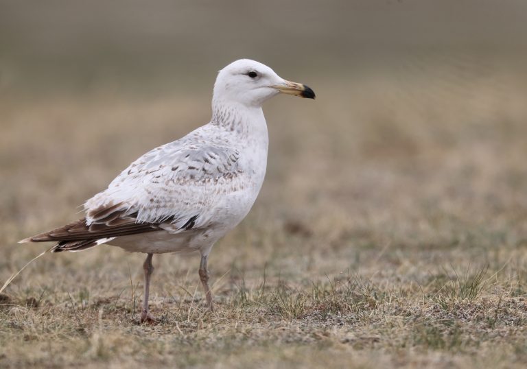 Mongolian Gull (1) 西伯利亚银鸥 Image