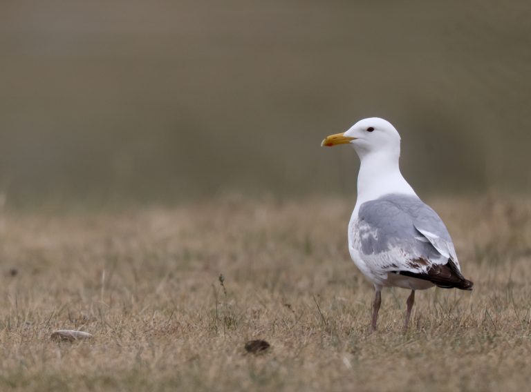Mongolian Gull (2) 西伯利亚银鸥 Image