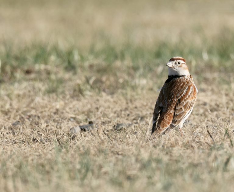 Mongolian Lark (1) 蒙古百灵 Image