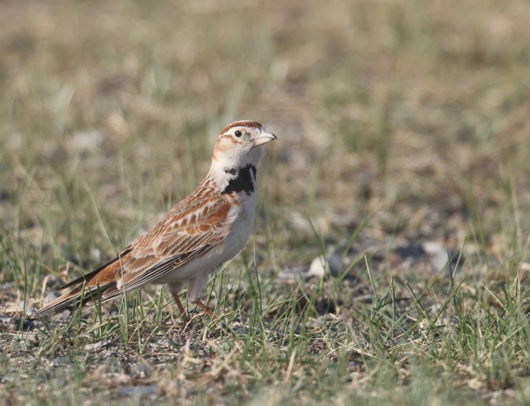 Mongolian Lark (2) 蒙古百灵 Image
