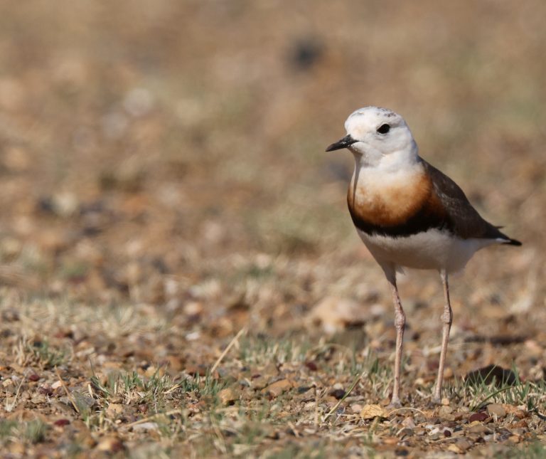 Oriental Plover (1) 东方鸻 Image