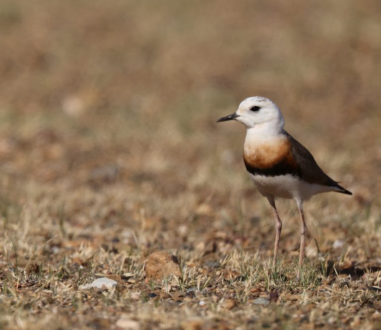 Oriental Plover (2) 东方鸻 Image