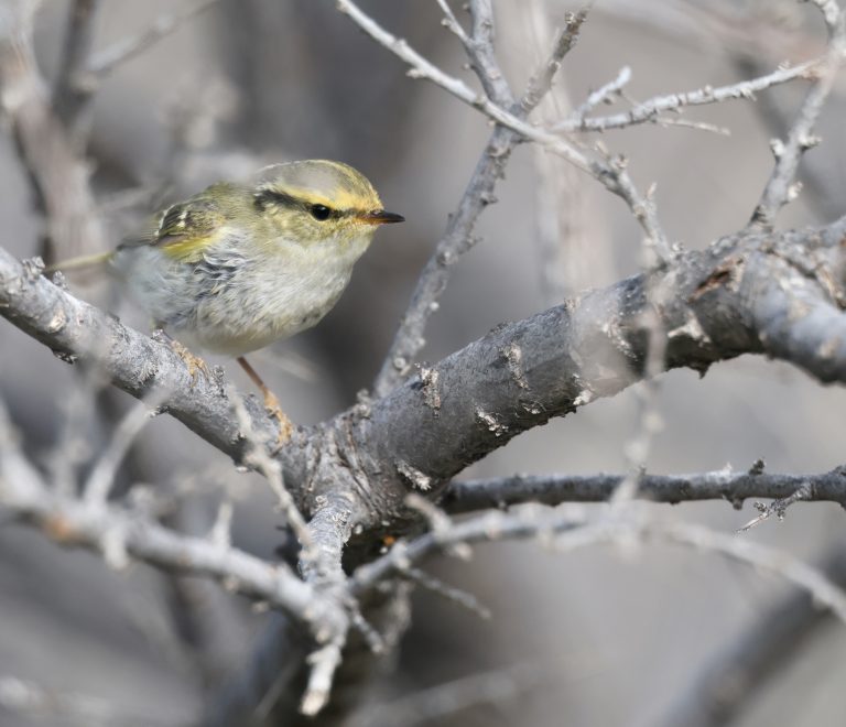 Pallas’s Leaf Warbler (1) 黄腰柳莺 Image