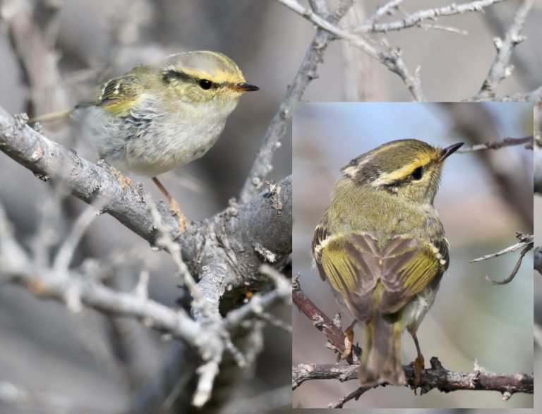 Pallas’s Leaf Warbler (2) 黄腰柳莺 Image