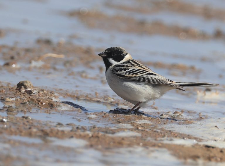 Pallas’s Reed Bunting 苇鹀 Image