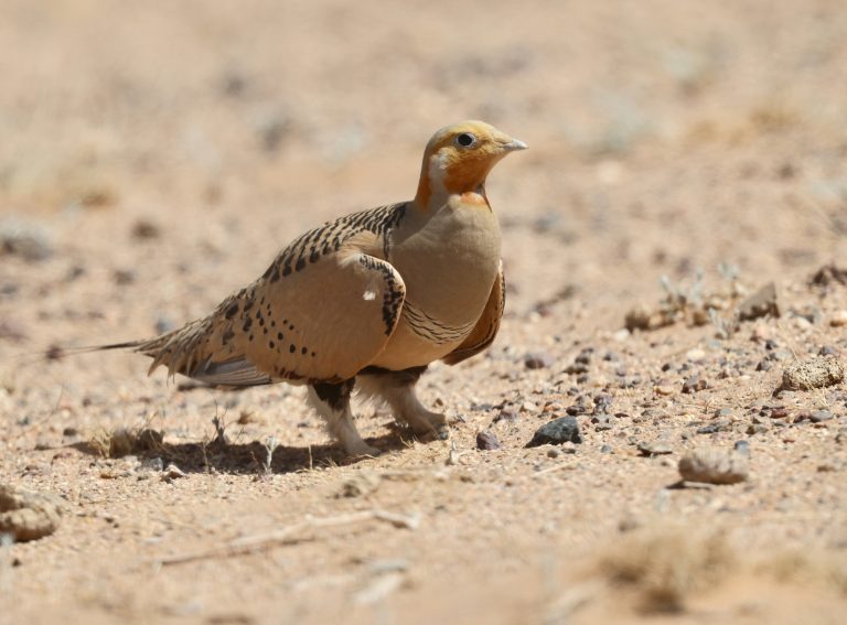 Pallas’s Sandgrouse (1) 毛腿沙鸡 Image