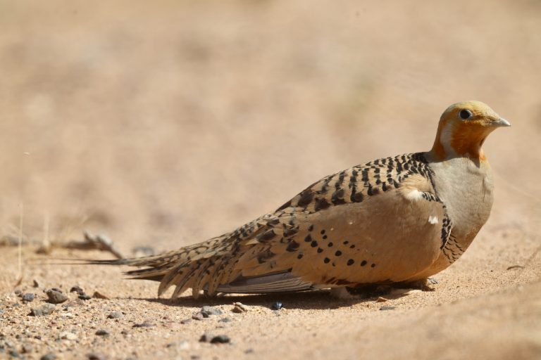 Pallas’s Sandgrouse (2) 毛腿沙鸡 Image
