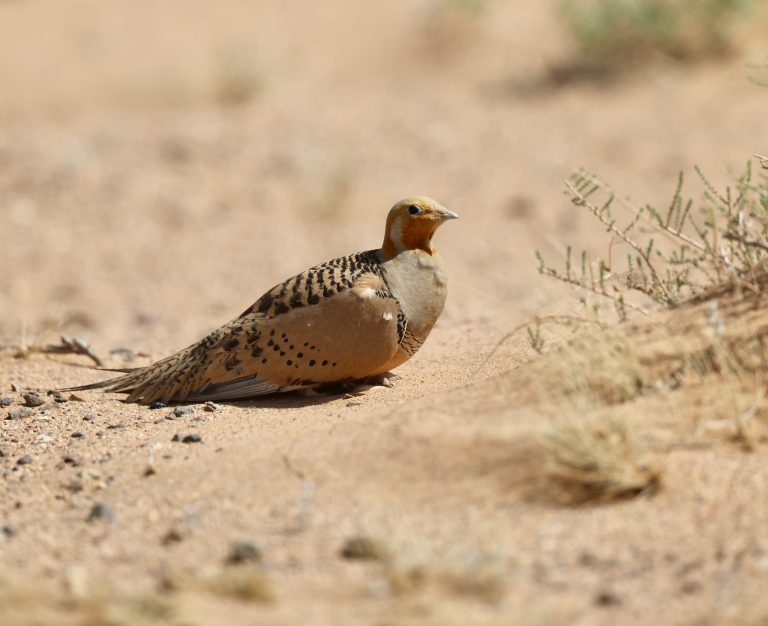 Pallas’s Sandgrouse (3) 毛腿沙鸡 Image