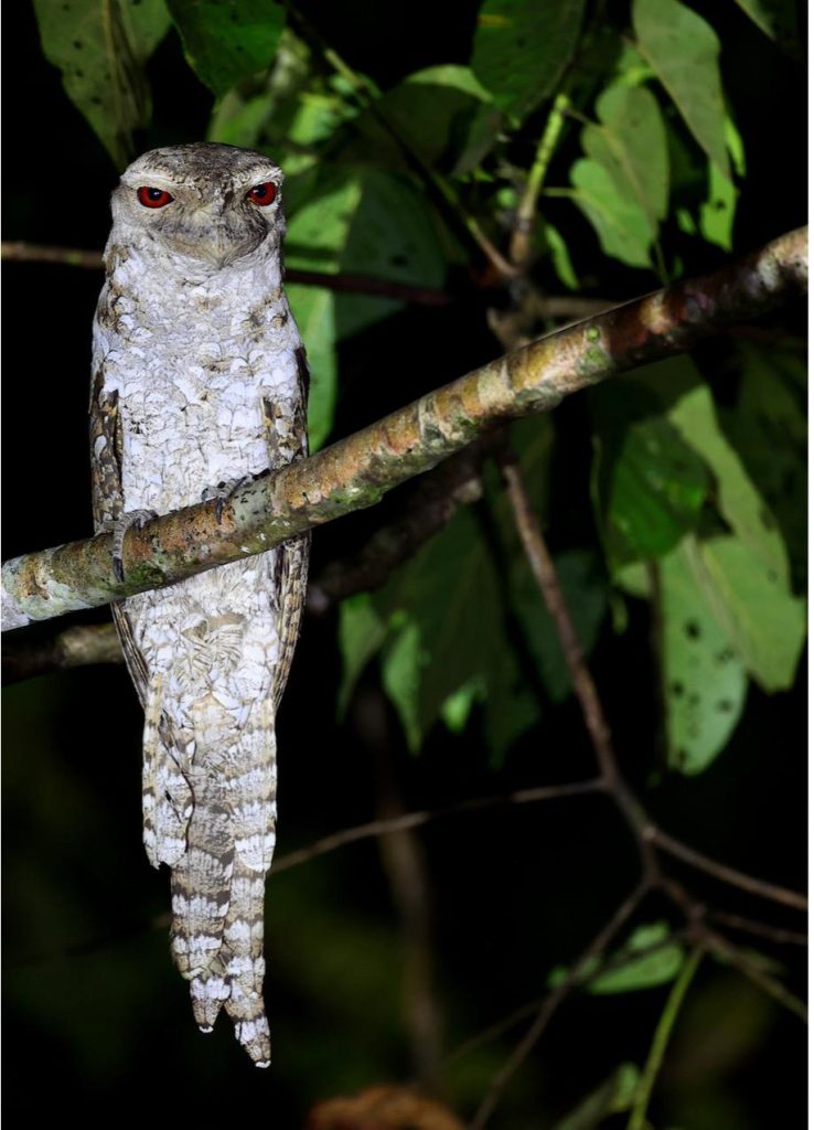 Papuan Frogmouth, 巴布亚蟆口鸱, Podargus papuensis (Species)