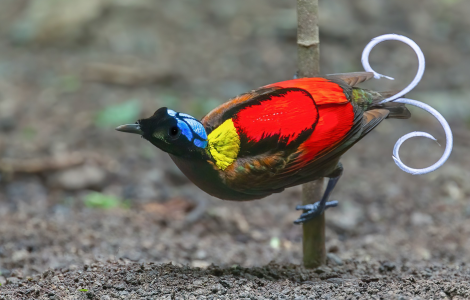 Where to Photograph Birds-of-Paradise: A Complete Guide to Papua New Guinea