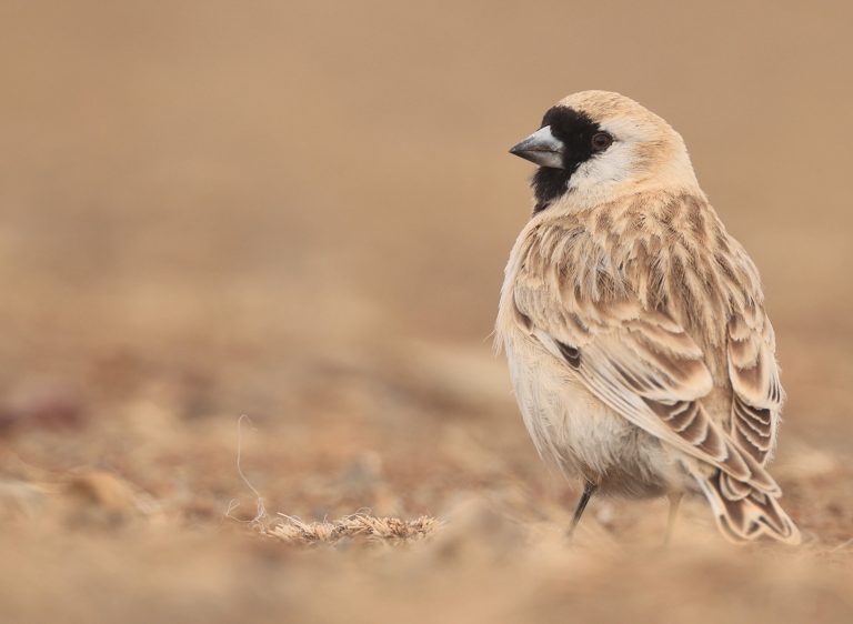 Pere David’s Snowfinch 黑喉雪雀 Image