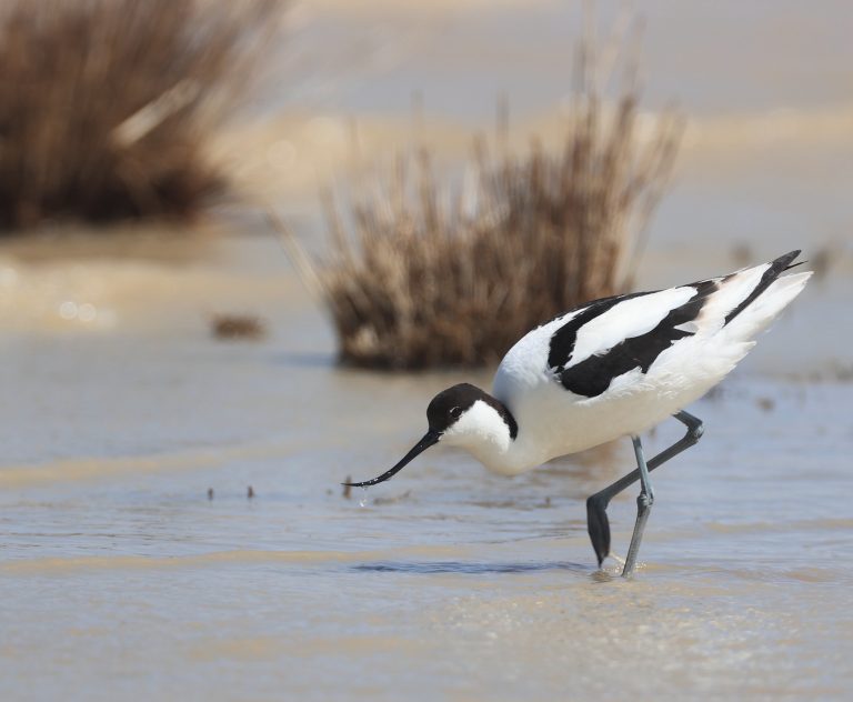 Pied Avocet 反嘴鹬 Image