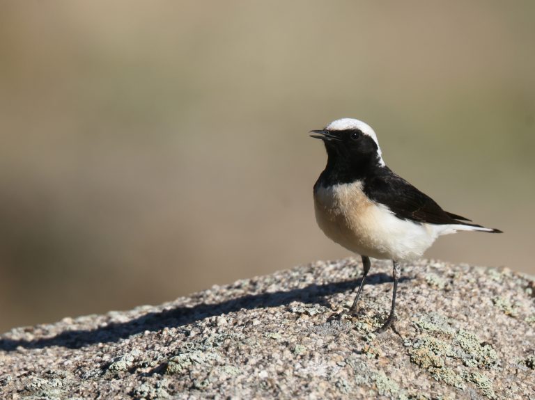 Pied Wheatear (1) 白顶䳭 Image