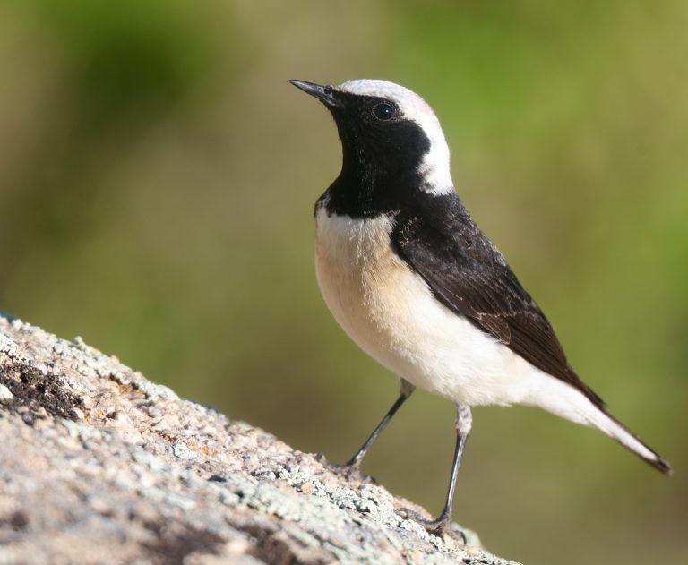 Pied Wheatear (2) 白顶䳭 Image