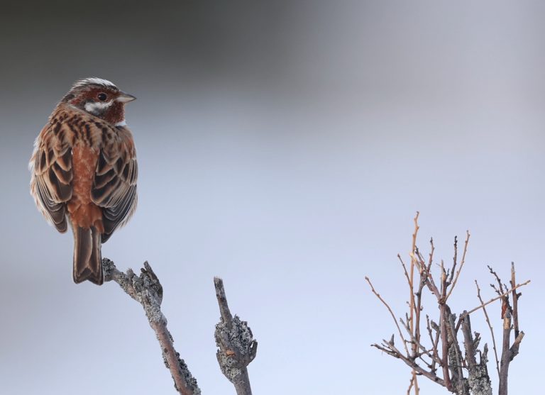 Pine Bunting 白头鹀 Image