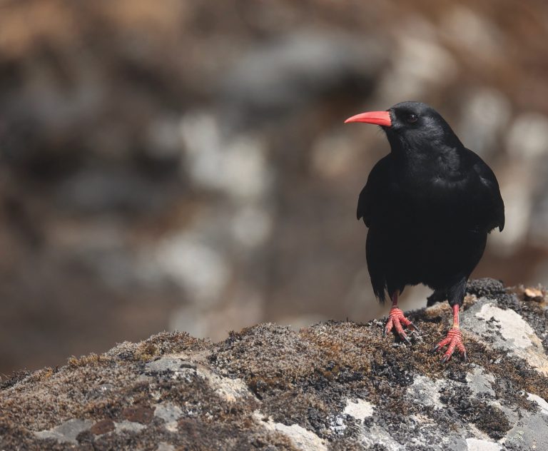 Red-billed Chough 红嘴山鸦 Image