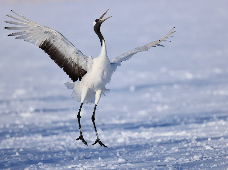Red-crowned Crane, 丹顶鹤, Grus japonensis (Species)