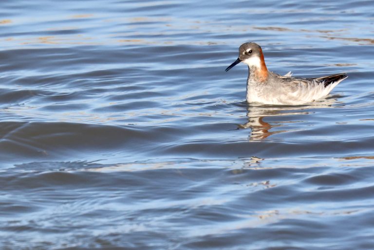 Red-necked Phalarope 红颈瓣蹼鹬 Image