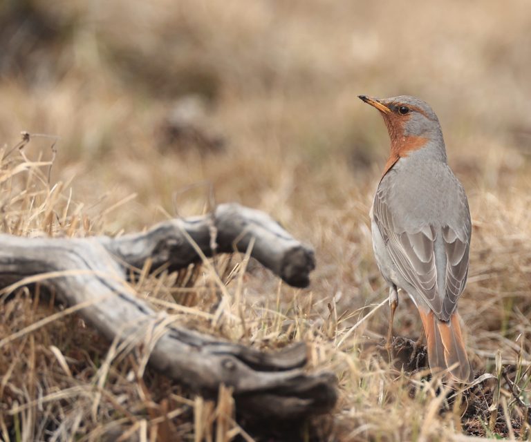 Red-throated Thrush 赤颈鸫 Image