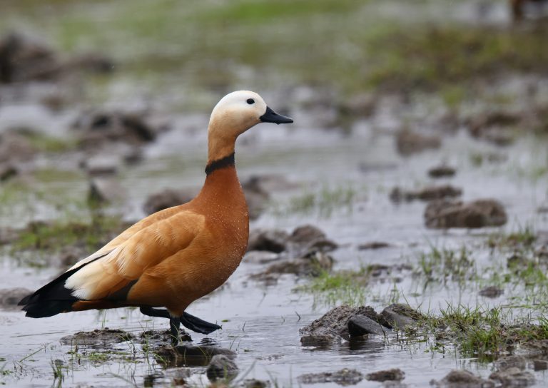 Ruddy Shelduck 赤麻鸭 Image