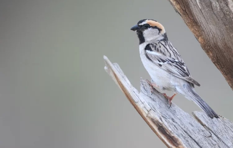 Why Central Asia Is Birding’s Best-Kept Secret: Kazakhstan, Tajikistan & Uzbekistan