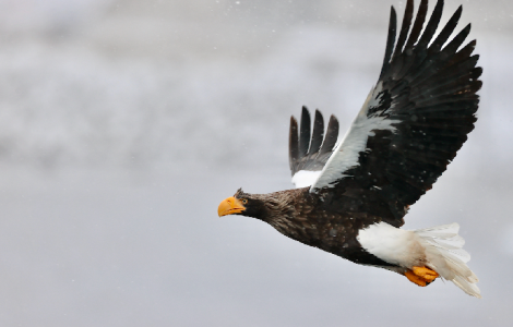 Bird Photography in Asia: Where to Go Each Month of the Year