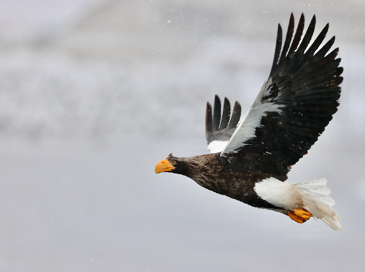 Bird Photography in Asia: Where to Go Each Month of the Year