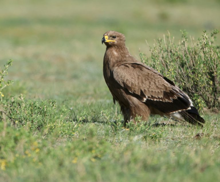 Steppe Eagle 草原雕 Image