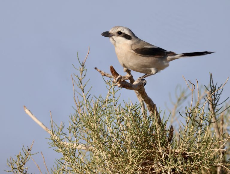 Steppe Grey Shrike 西方灰伯劳 Image