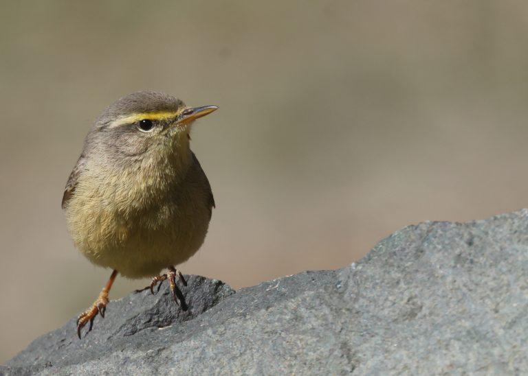 Sulphur-bellied Warbler 灰柳莺 Image