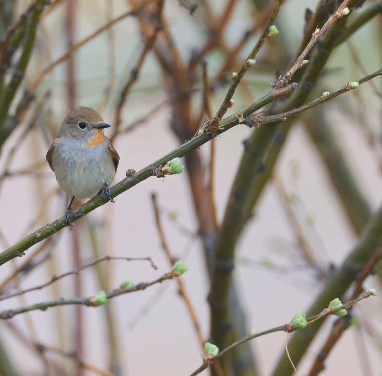 Taiga Flycatcher 红喉姬鹟 Image
