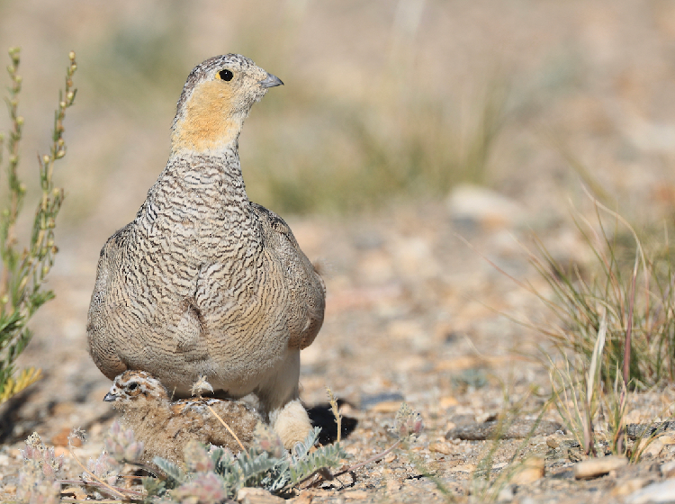 Tibetan Sandgrouse, 西藏毛腿沙鸡, Syrrhaptes tibetanus (Species)