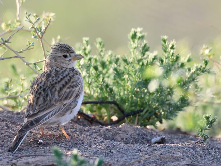 Turkestan Short-toed Lark 中亚短趾百灵 Image