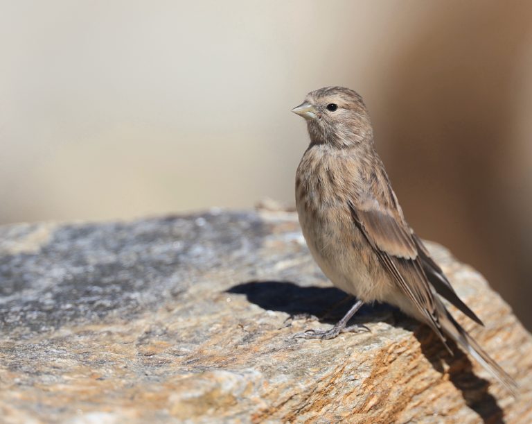 Twite 黄嘴朱顶雀 Image
