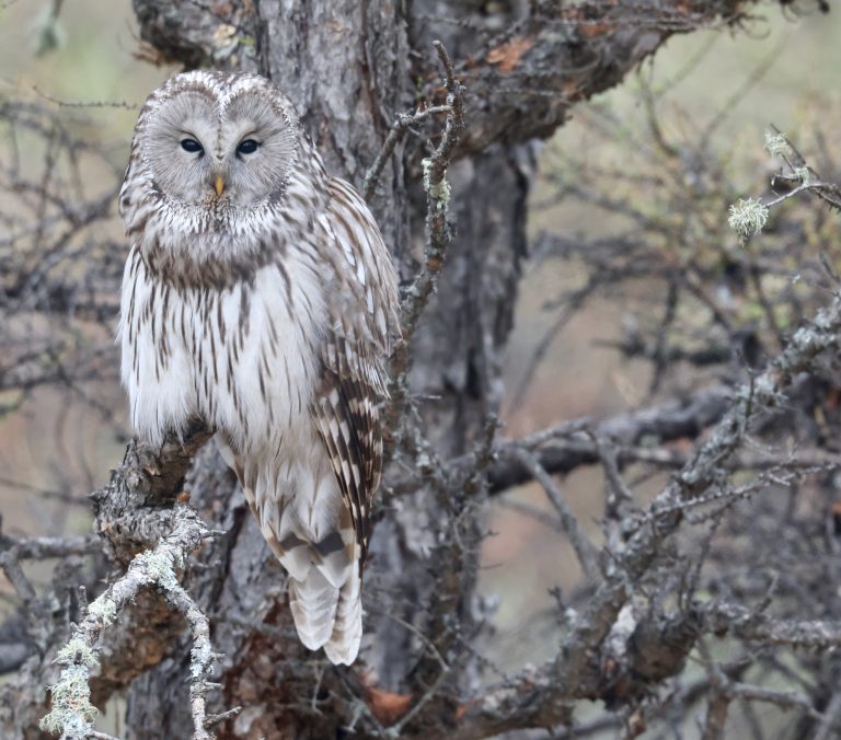 Ural Owl (1) 长尾林鸮 Image