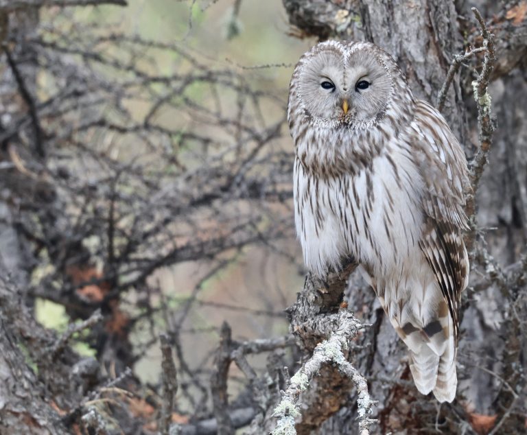 Ural Owl (2) 长尾林鸮 Image