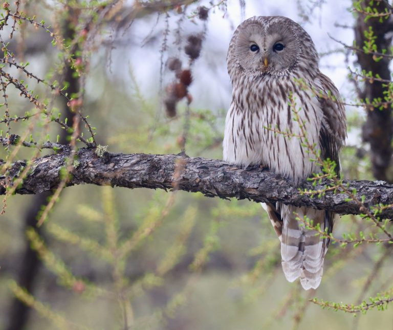 Ural Owl (3) 长尾林鸮 Image