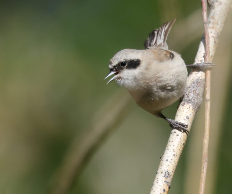 White-Crowned Penduline Tit (3) 白冠攀雀 Image