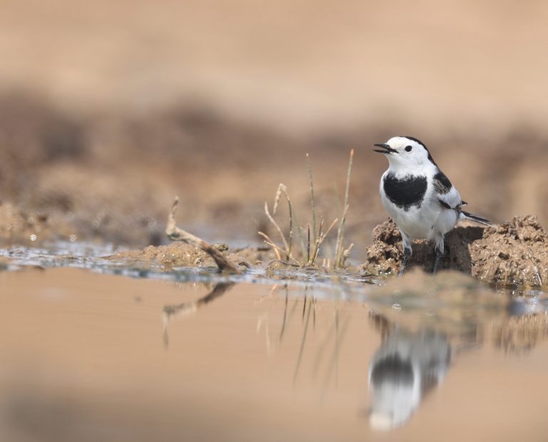 White Wagtail 白鹡鸰 Image