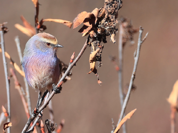 White-browed Tit-Warbler, 花彩雀莺, Leptopoecile sophiae (Species)