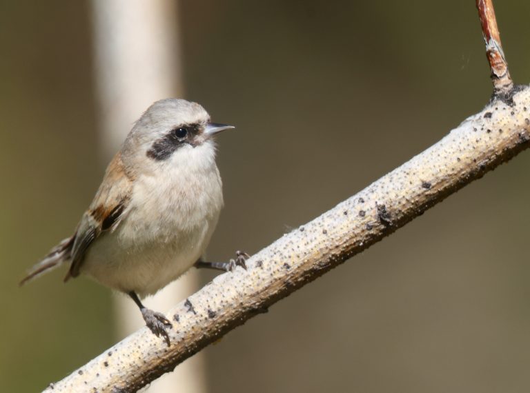 White-crowned Penduline Tit (1) 白冠攀雀 Image